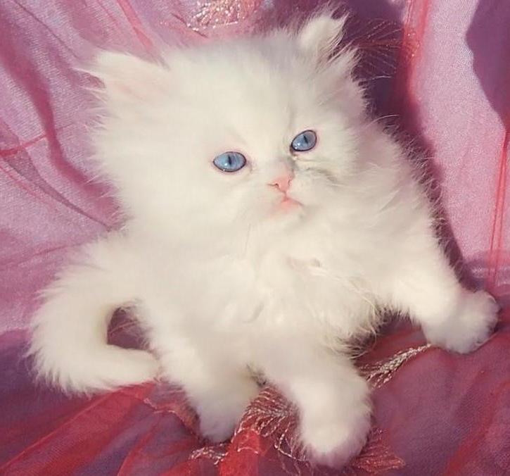 CFA Registered Beautiful White Blue Eyed Doll Face photo 7