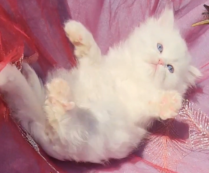 CFA Registered Beautiful White Blue Eyed Doll Face photo 2