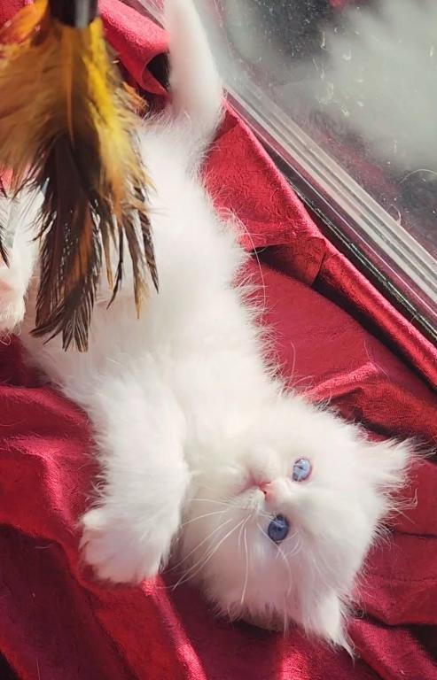 CFA Registered Beautiful White Blue Eyed Doll Face photo 17