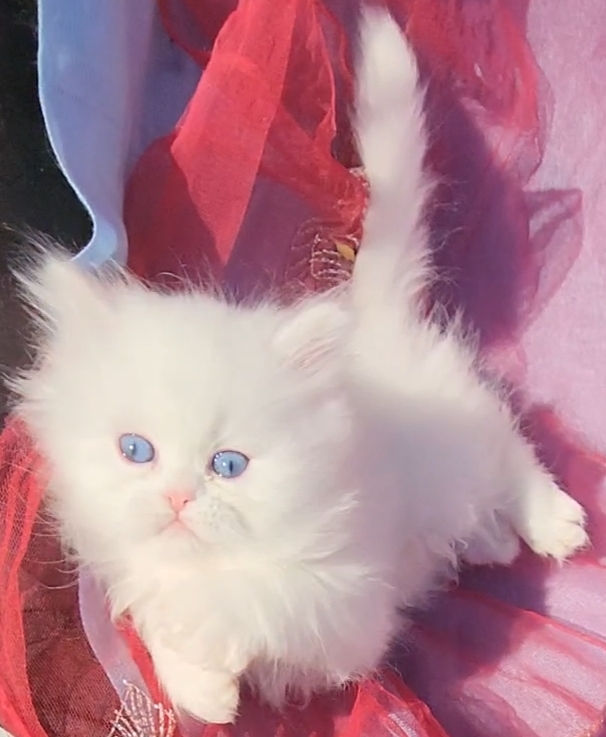 CFA Registered Beautiful White Blue Eyed Doll Face photo 5