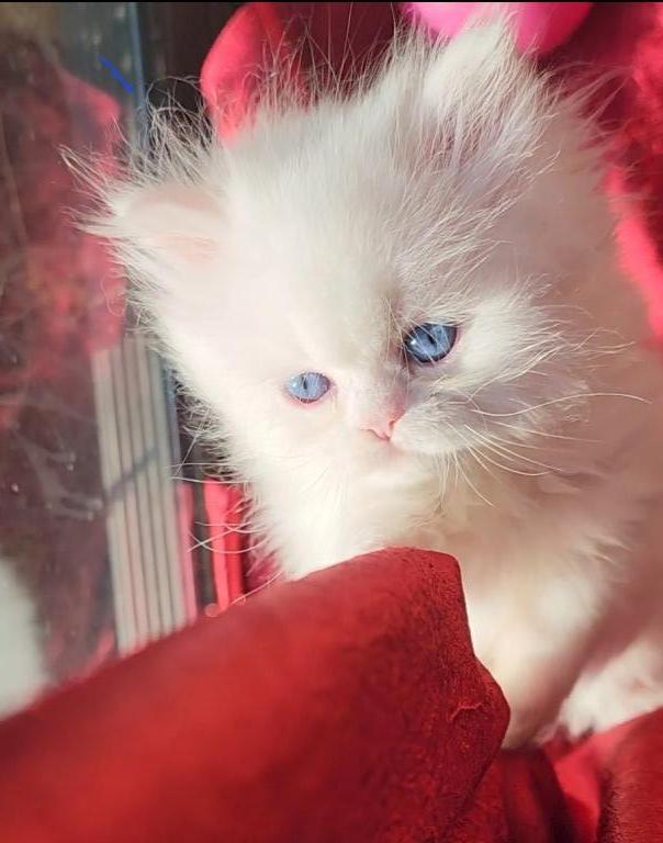 CFA Registered Beautiful White Blue Eyed Doll Face photo 18