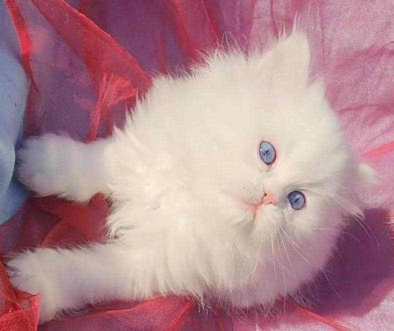 CFA Registered Beautiful White Blue Eyed Doll Face photo 9