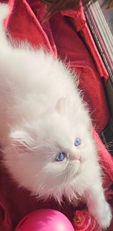 CFA Registered Beautiful White Blue Eyed Doll Face photo 14