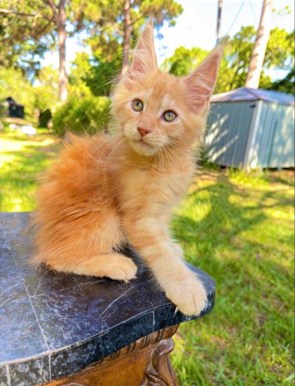 Red Polydactyl Boy photo 2