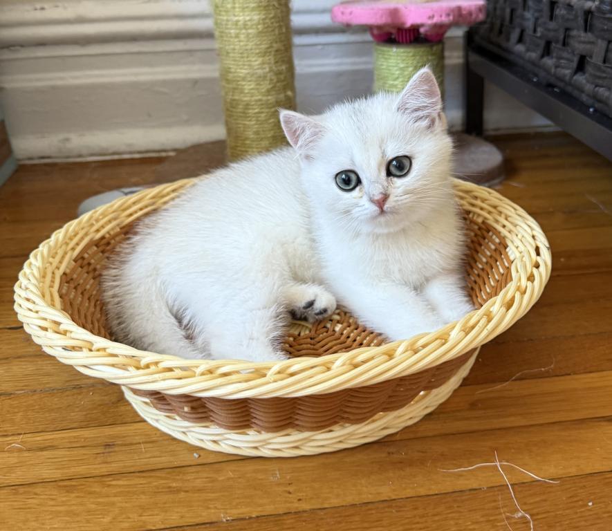 Lily photo 5