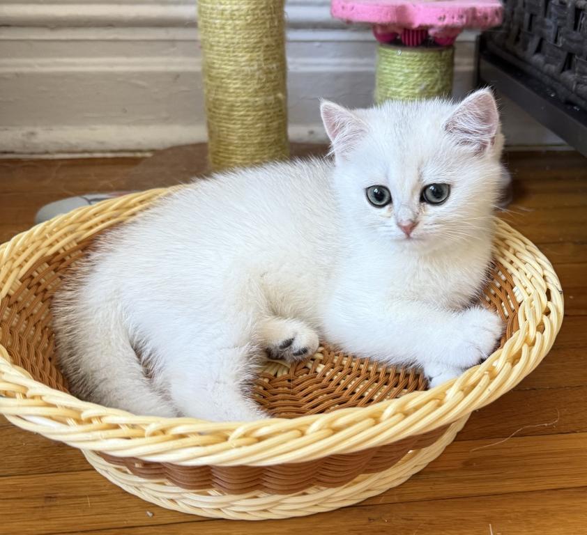 Lily
