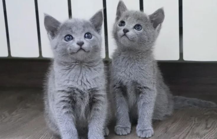 Kittens Russian Blue
