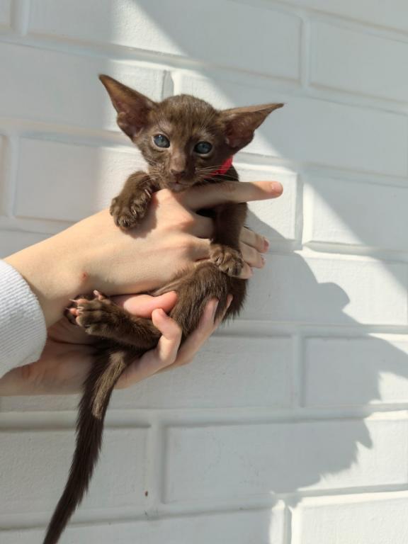 Oriental Shorthair Red Collar