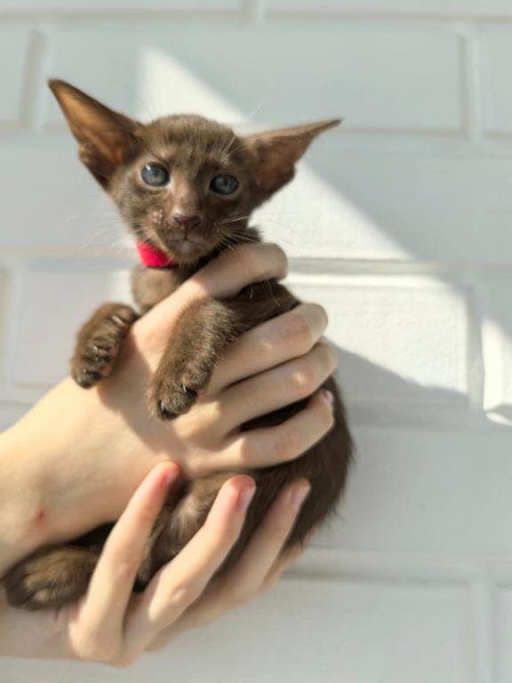 Oriental Shorthair Red Collar photo 3