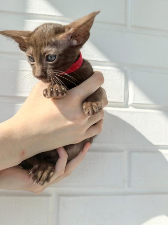 Oriental Shorthair Red Collar photo 2