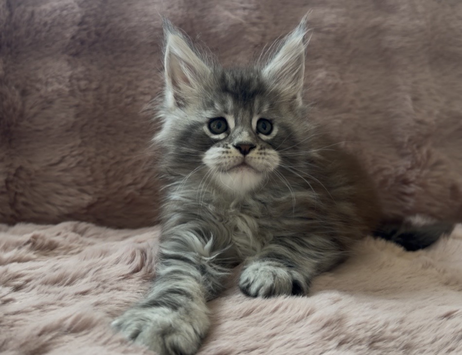 Kittens Directly From The Breeder photo 4