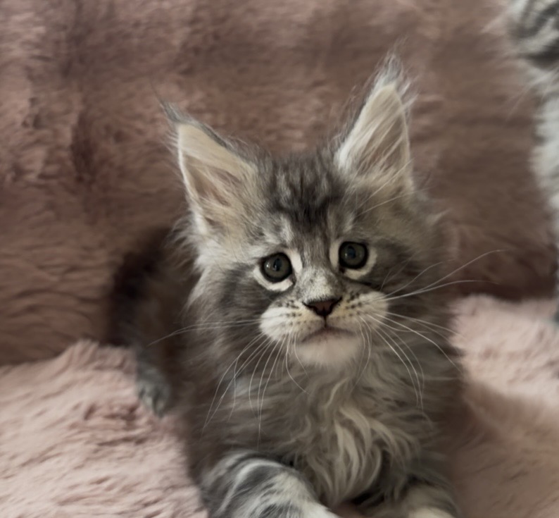 Kittens Directly From The Breeder photo 3