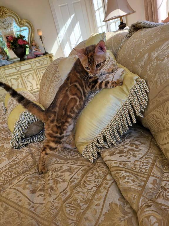Gorgeous Amazing Bengal Kittens Available photo 5