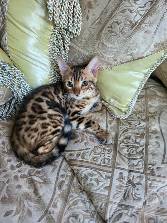 Gorgeous Amazing Bengal Kittens Available photo 3