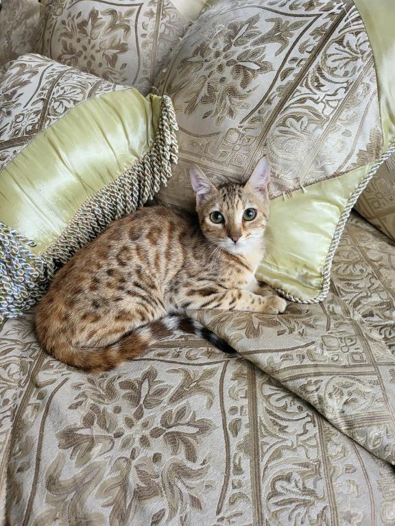 Gorgeous Amazing Bengal Kittens Available photo 2