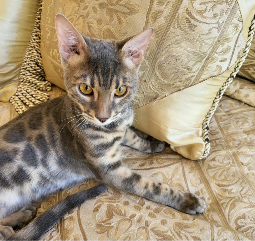 Gorgeous Amazing Bengal Kittens Available photo 6