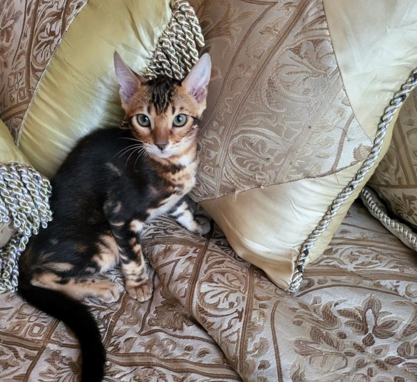 Gorgeous Amazing Bengal Kittens Available photo 4
