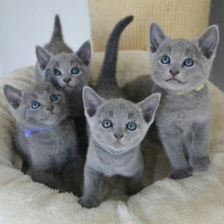 Russian Blue To New Home