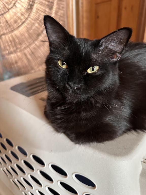 BLACK VELVET
