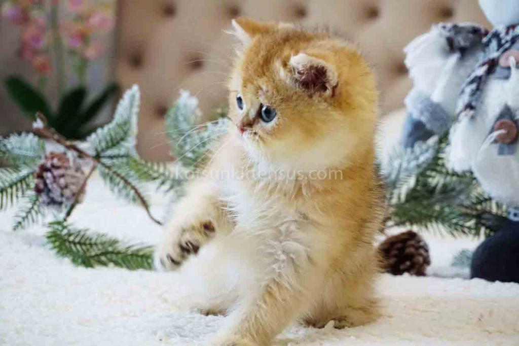 Archi Orange Golden Ny 11 British Shorthair Male photo 2