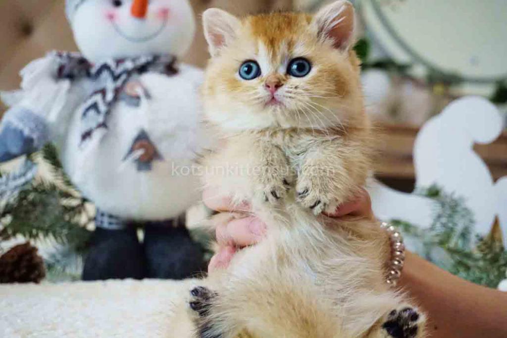 Archi Orange Golden Ny 11 British Shorthair Male photo 1