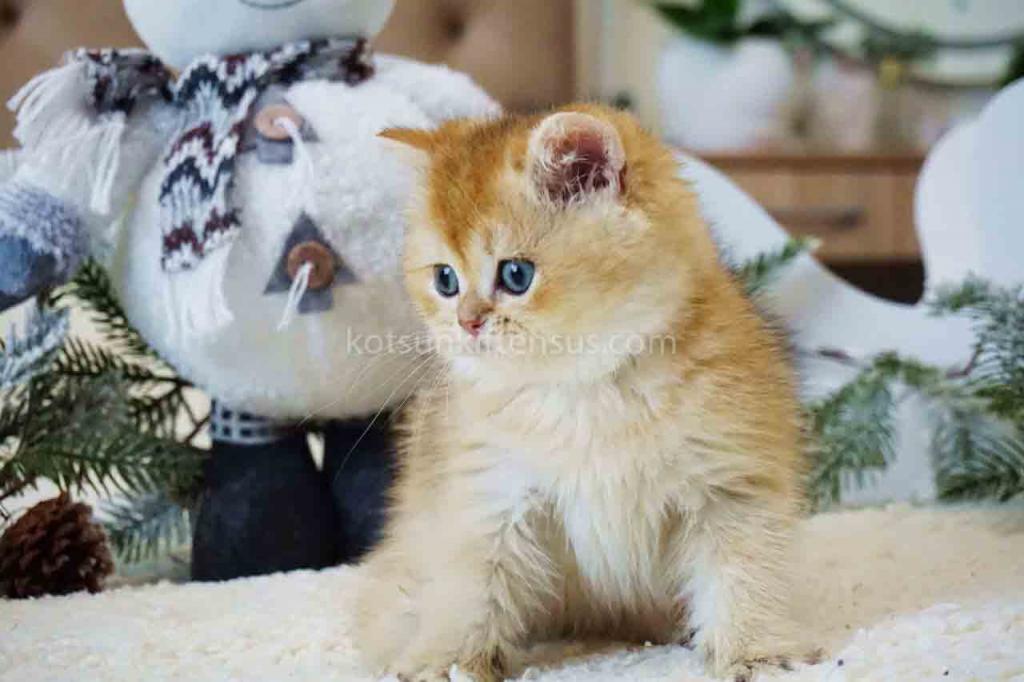 Archi Orange Golden Ny 11 British Shorthair Male photo 4