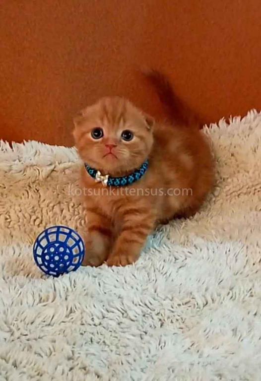 Phoenix Red Flame Orange Scottish Fold Baby Boy photo 9