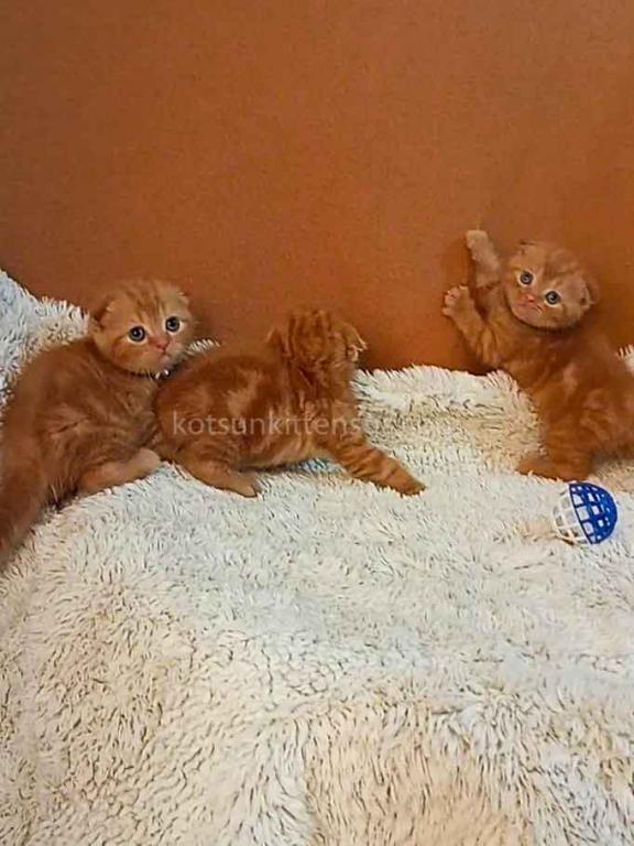 Phoenix Red Flame Orange Scottish Fold Baby Boy photo 4