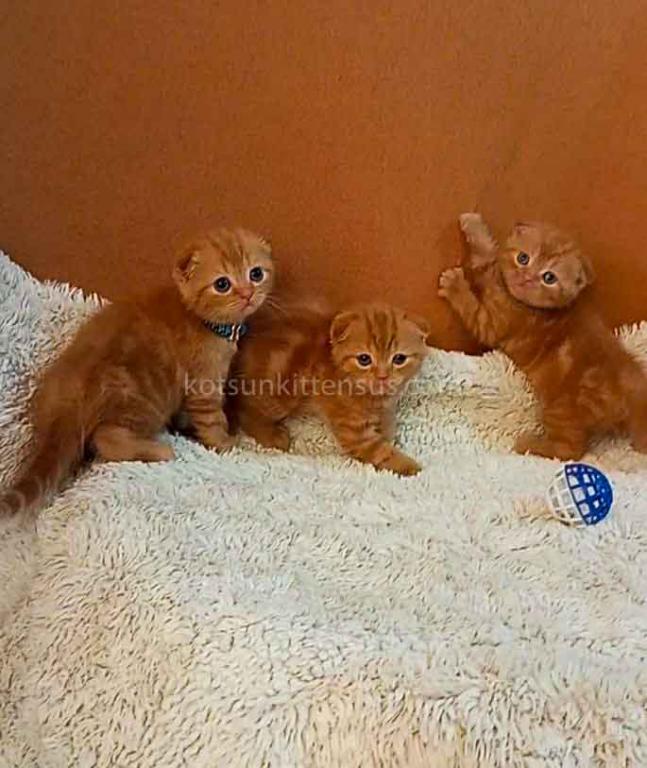Phoenix Red Flame Orange Scottish Fold Baby Boy photo 7