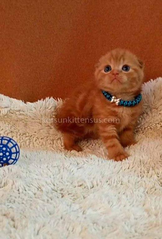 Phoenix Red Flame Orange Scottish Fold Baby Boy photo 18