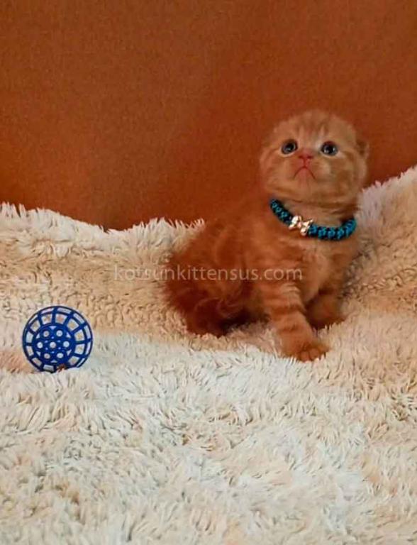 Phoenix Red Flame Orange Scottish Fold Baby Boy photo 12