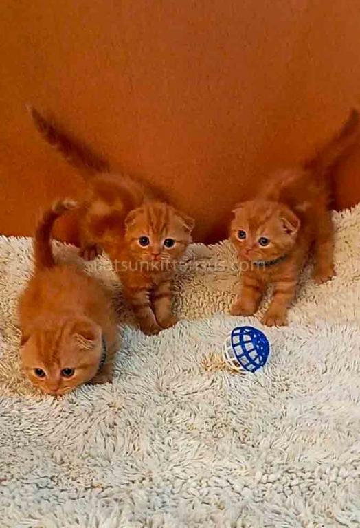 Phoenix Red Flame Orange Scottish Fold Baby Boy photo 6