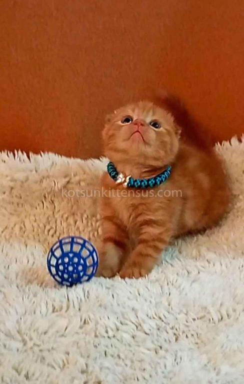 Phoenix Red Flame Orange Scottish Fold Baby Boy photo 17
