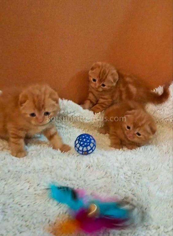 Phoenix Red Flame Orange Scottish Fold Baby Boy photo 8