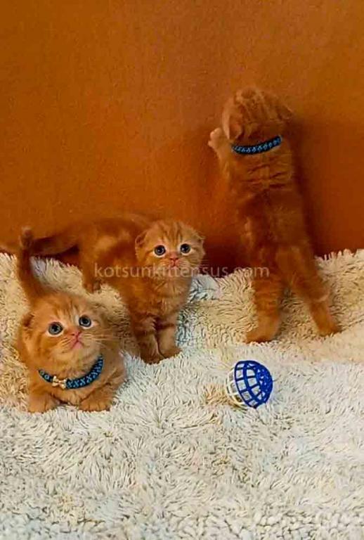 Phoenix Red Flame Orange Scottish Fold Baby Boy photo 5