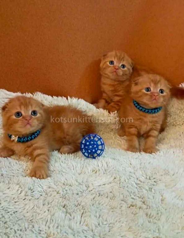 Phoenix Red Flame Orange Scottish Fold Baby Boy photo 2