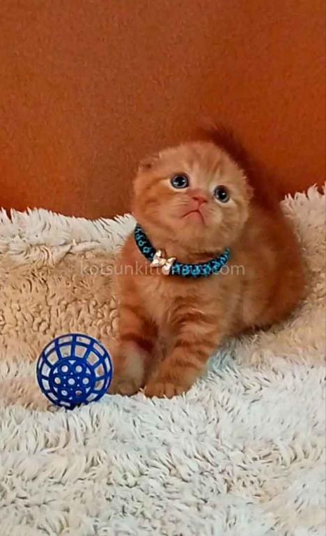 Phoenix Red Flame Orange Scottish Fold Baby Boy photo 15