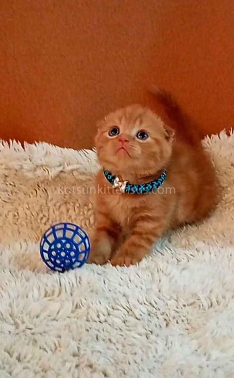 Phoenix Red Flame Orange Scottish Fold Baby Boy photo 16