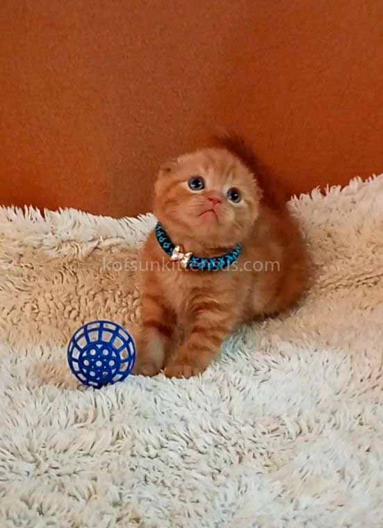Phoenix Red Flame Orange Scottish Fold Baby Boy photo 11