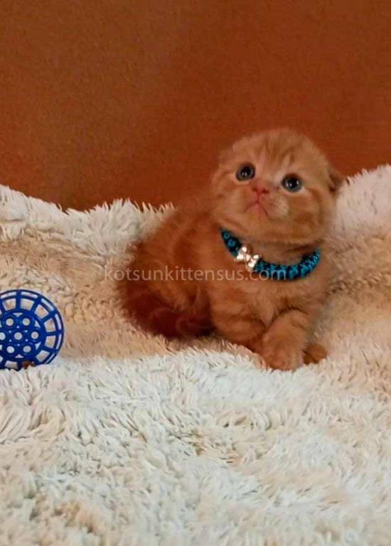 Phoenix Red Flame Orange Scottish Fold Baby Boy