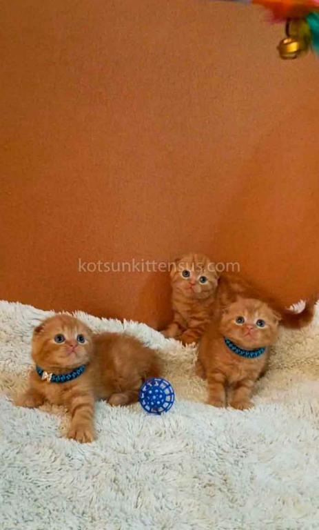 Phoenix Red Flame Orange Scottish Fold Baby Boy photo 3