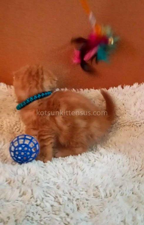 Phoenix Red Flame Orange Scottish Fold Baby Boy photo 13