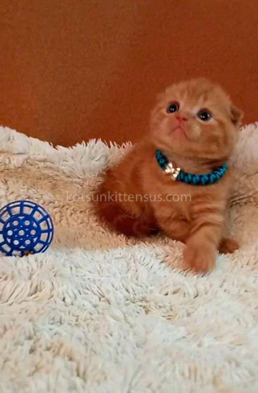 Phoenix Red Flame Orange Scottish Fold Baby Boy photo 10