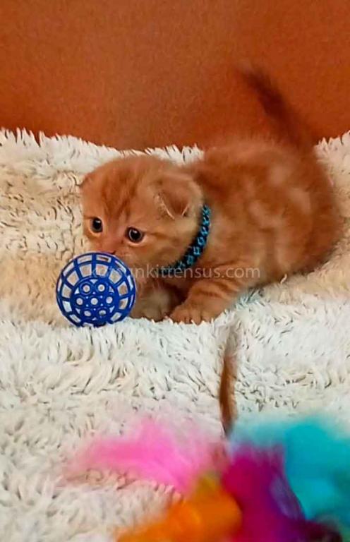 Phoenix Red Flame Orange Scottish Fold Baby Boy photo 14