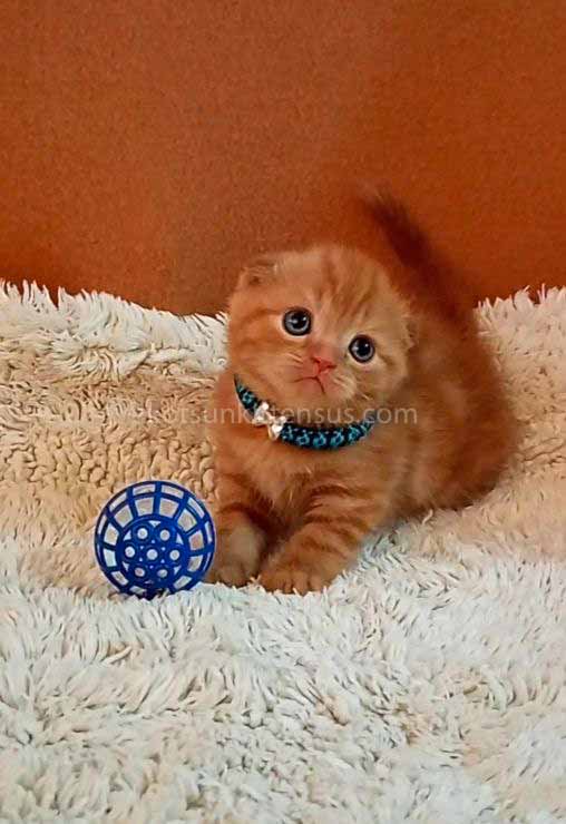 Phoenix Red Flame Orange Scottish Fold Baby Boy photo 19