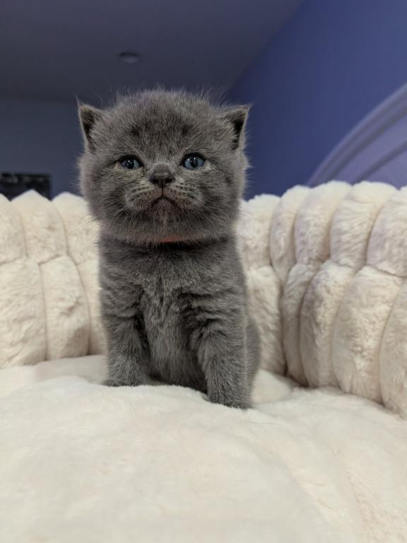 Scottish Fold Kittens photo 3
