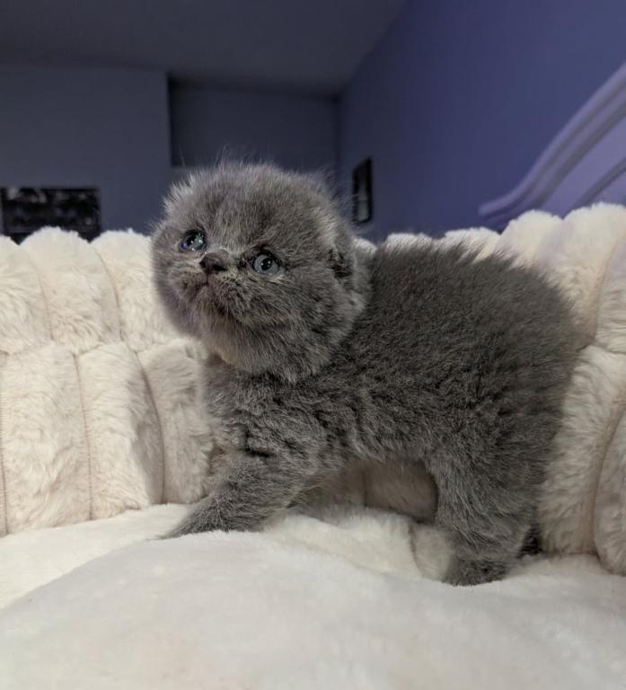 Scottish Fold Kittens photo 5