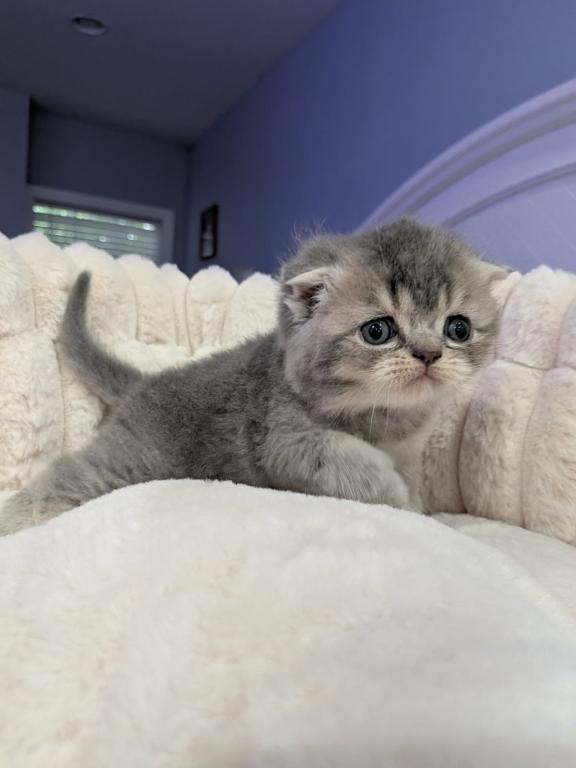 Scottish Fold Kittens photo 2