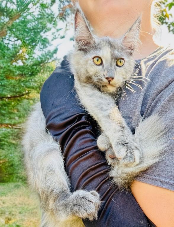 Polydactyl Tortie Female