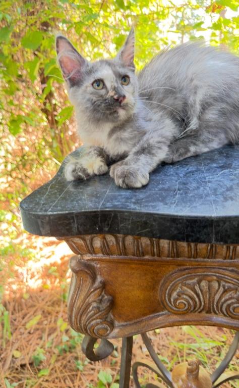 Polydactyl Tortie Female photo 2
